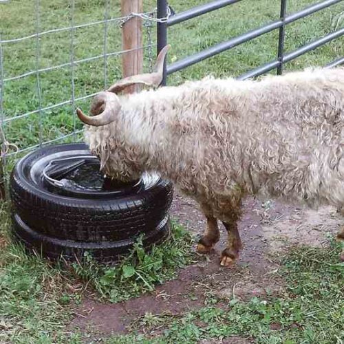 How to Keep Livestock Water from Freezing Without Electricity Mother